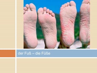 der Fuß – die Füße 
 