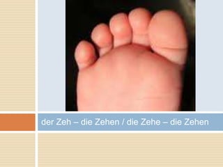 der Zeh – die Zehen / die Zehe – die Zehen 
