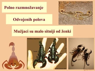 Polno razmnožavanje
Odvojenih polova
Mužjaci su malo sitniji od ženki
 