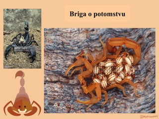 Briga o potomstvu
 