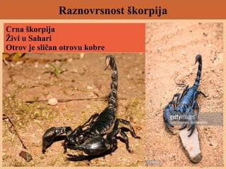 Raznovrsnost škorpija
Crna škorpija
Živi u Sahari
Otrov je sličan otrovu kobre
 