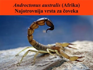 Androctonus australis (Afrika)
Najotrovnija vrsta za čoveka
 