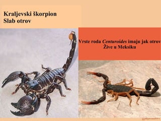 Kraljevski škorpion
Slab otrov
Vrste roda Centuroides imaju jak otrov
Žive u Meksiku
 