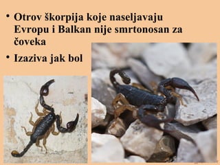 
Otrov škorpija koje naseljavaju
Evropu i Balkan nije smrtonosan za
čoveka

Izaziva jak bol
 