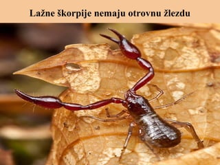 Lažne škorpije nemaju otrovnu žlezdu
 