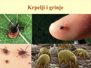 Krpelji i grinje
 