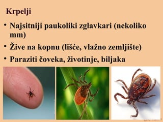 Krpelji

Najsitniji paukoliki zglavkari (nekoliko
mm)

Žive na kopnu (lišće, vlažno zemljište)

Paraziti čoveka, životinje, biljaka
 