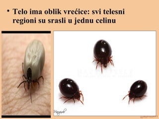 
Telo ima oblik vrećice: svi telesni
regioni su srasli u jednu celinu
 