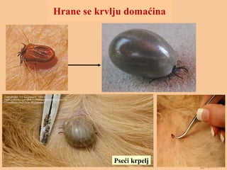 Hrane se krvlju domaćina
Pseći krpelj
 