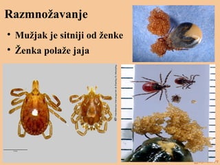 Razmnožavanje

Mužjak je sitniji od ženke

Ženka polaže jaja
 