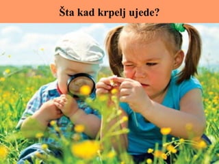 Šta kad krpelj ujede?
 