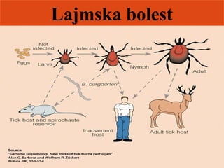Lajmska bolest
 