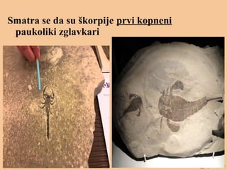 Smatra se da su škorpije prvi kopneni
paukoliki zglavkari
 
