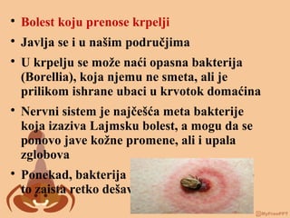 
Bolest koju prenose krpelji

Javlja se i u našim područjima

U krpelju se može naći opasna bakterija
(Borellia), koja njemu ne smeta, ali je
prilikom ishrane ubaci u krvotok domaćina

Nervni sistem je najčešća meta bakterije
koja izaziva Lajmsku bolest, a mogu da se
ponovo jave kožne promene, ali i upala
zglobova

Ponekad, bakterija napada i srce, mada se
to zaista retko dešava
 