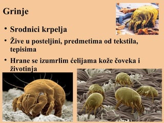 Grinje

Srodnici krpelja

Žive u posteljini, predmetima od tekstila,
tepisima

Hrane se izumrlim ćelijama kože čoveka i
životinja
 