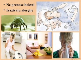 
Ne prenose bolesti

Izazivaju alergije
 