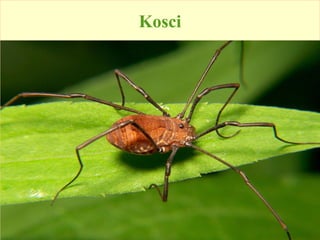 Kosci
 