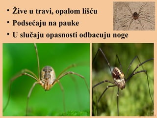 
Žive u travi, opalom lišću

Podsećaju na pauke

U slučaju opasnosti odbacuju noge
 