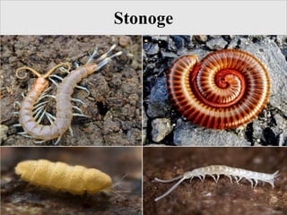 Stonoge
 