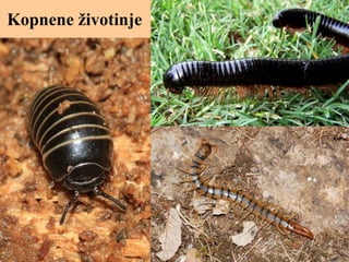 Kopnene životinje
 