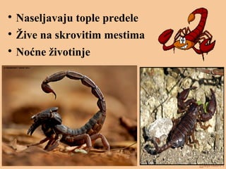 
Naseljavaju tople predele

Žive na skrovitim mestima

Noćne životinje
 