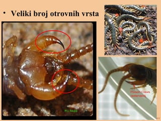 
Veliki broj otrovnih vrsta
 