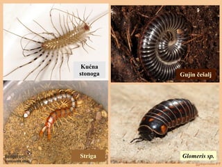 Kućna
stonoga
Striga Glomeris sp.
Gujin češalj
 