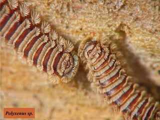 Polyxenus sp.
 