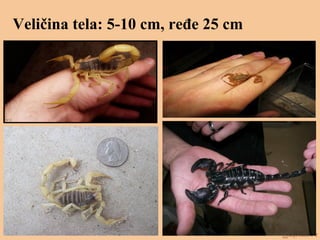 Veličina tela: 5-10 cm, ređe 25 cm
 