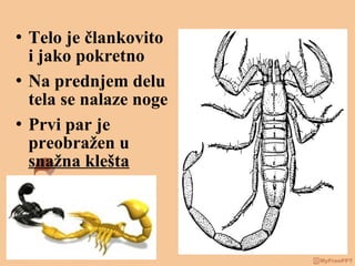  Telo je člankovito
i jako pokretno
 Na prednjem delu
tela se nalaze noge
 Prvi par je
preobražen u
snažna klešta
 