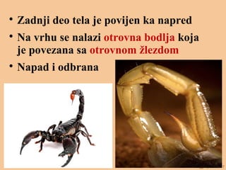 
Zadnji deo tela je povijen ka napred

Na vrhu se nalazi otrovna bodlja koja
je povezana sa otrovnom žlezdom

Napad i odbrana
 