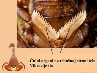 -Čulni organi na trbušnoj strani tela
-Vibracije tla
 