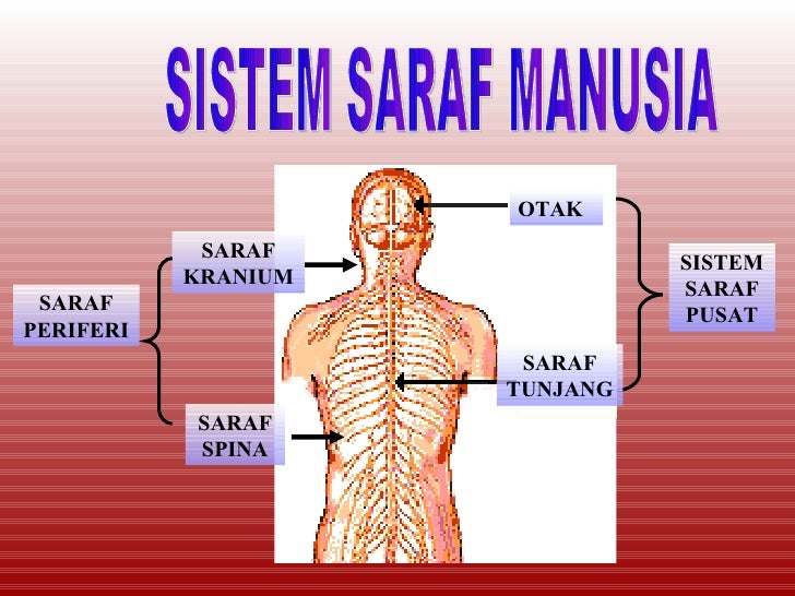 Saraf Tunjang In English - Saraf tunjang - Wikiwand / Keratan rentas