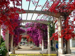 Ajaccio la place du Diamant avec ses Bougainvilliers 