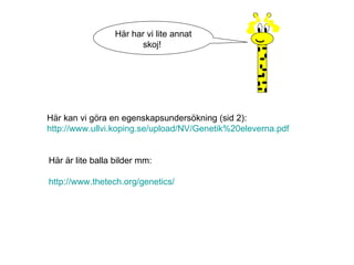 Här kan vi göra en egenskapsundersökning (sid 2): http://www.ullvi.koping.se/upload/NV/Genetik%20eleverna.pdf Här har vi lite annat skoj!  Här är lite balla bilder mm: http://www.thetech.org/genetics/  