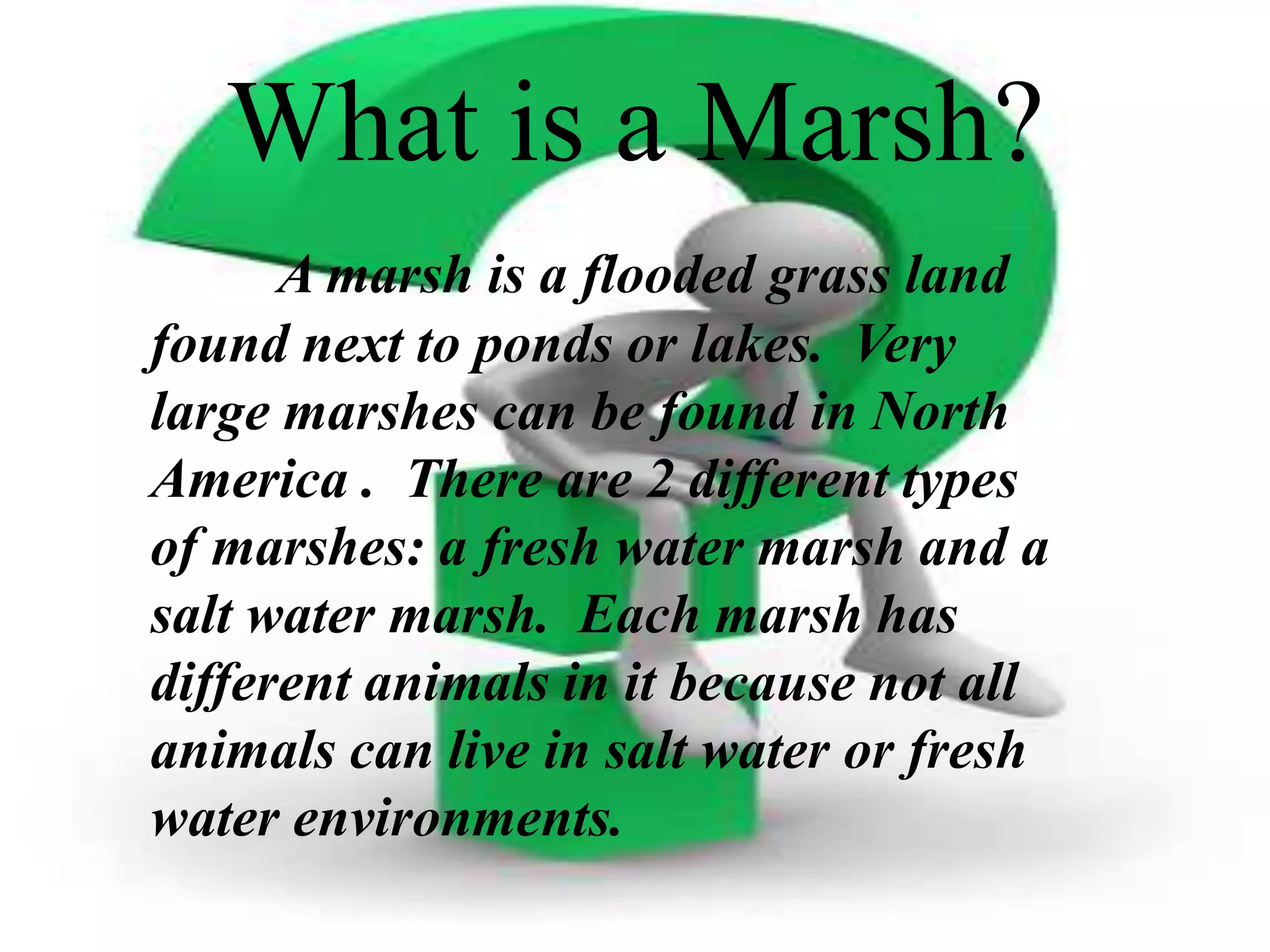 What is a Marsh?A marsh is a flooded grass land found next to ponds or lakes.  Very large marshes can be found in North America .  There are 2 different types of marshes: a fresh water marsh and a salt water marsh.  Each marsh has different animals in it because not all animals can live in salt water or fresh water environments. 