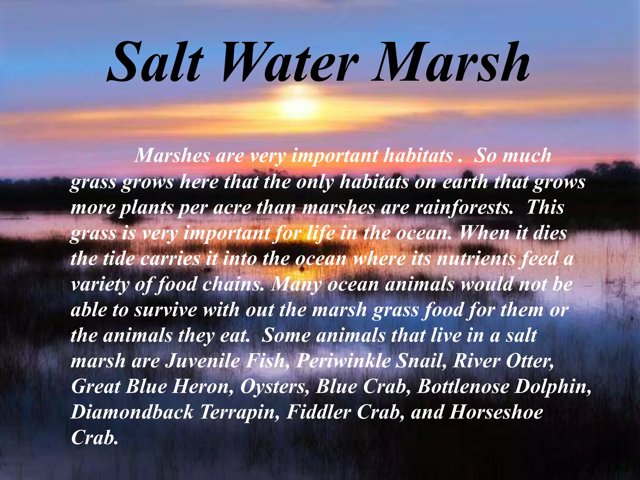 Salt Water MarshMarshes are very important habitats .  So much grass grows here that the only habitats on earth that grows more plants per acre than marshes are rainforests.  This grass is very important for life in the ocean. When it dies the tide carries it into the ocean where its nutrients feed a variety of food chains. Many ocean animals would not be able to survive with out the marsh grass food for them or the animals they eat.  Some animals that live in a salt marsh are Juvenile Fish, Periwinkle Snail, River Otter, Great Blue Heron, Oysters, Blue Crab, Bottlenose Dolphin, Diamondback Terrapin, Fiddler Crab, and Horseshoe Crab. 