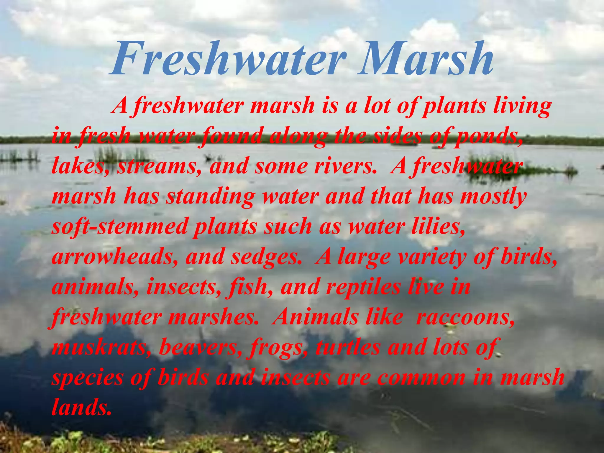 Freshwater Marsh A freshwater marsh is a lot of plants living in fresh water found along the sides of ponds, lakes, streams, and some rivers.  A freshwater marsh has standing water and that has mostly soft-stemmed plants such as water lilies, arrowheads, and sedges.  A large variety of birds, animals, insects, fish, and reptiles live in freshwater marshes.  Animals like  raccoons, muskrats, beavers, frogs, turtles and lots of species of birds and insects are common in marsh lands. 