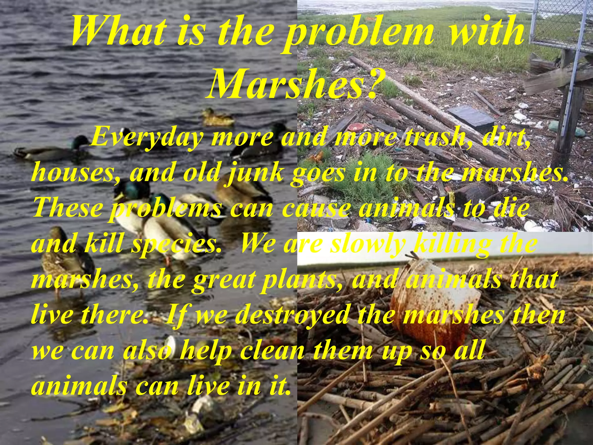 What is the problem with Marshes?Everyday more and more trash, dirt, houses, and old junk goes in to the marshes.  These problems can cause animals to die and kill species.  We are slowly killing the marshes, the great plants, and animals that live there.  If we destroyed the marshes then we can also help clean them up so all animals can live in it.   