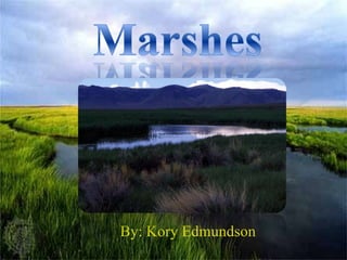 Marshes By: Kory Edmundson 