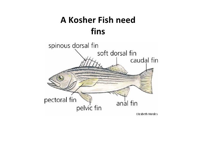 Kosher fish and kosher people