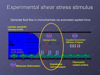 Experimental shear stress stimulus Generate fluid flow in microchannels via automated applied force  y u Laminar parabolic velocity profile Q Endothelial  cell monolayer Coupled Convection/  diffusion of ligand Fibronectin coated surface . . . . . . . . . . . . . . . . . . . . . . . . . . . . . . . . . . . . . . . . . . . . . . . . 1 2 Calcium Influx 3 Molecular Deformation Shear Stress on EC surface 