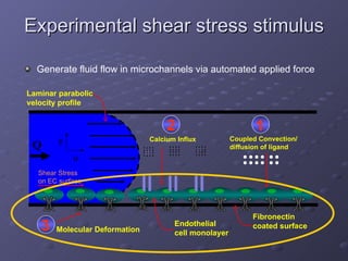 Experimental shear stress stimulus Generate fluid flow in microchannels via automated applied force  y u Laminar parabolic velocity profile Q Endothelial  cell monolayer Coupled Convection/  diffusion of ligand Fibronectin coated surface . . . . . . . . . . . . . . . . . . . . . . . . . . . . . . . . . . . . . . . . . . . . . . . . 1 2 Calcium Influx 3 Molecular Deformation Shear Stress on EC surface 