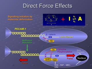 Direct Force Effects Ω Ω Ω Ω Ω Ω Ω Ω Ω Ω Ω Ω Ω Ω TK β   - catenin   Actin Filament PECAM-1 Signalling Initiation by molecular deformation Ω Ω Ω Ω Ω Ω Ω Ω Y P Y P TK Tyrosine Posphorylation   Mechanical Stimulation Ω Ω Ω Ω Ω Ω Force Force SHP2 Gab1 RAS – RAF – MEK - ERK Nucleus Gene Expression 