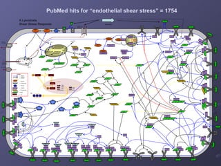 IP 3 DAG Ca s Capacitative calcium entry q cc Ca c Calcium channel Na +  -Ca +  exchanger q ex Ca 2+  -ATPase q in +/- q res  -   ER + + L L PKCi PKC-Ca PKC-Ca-DAG PKCbasal IKKi IKKa * PKCa GRB2 G RPTPa RPTPaP SRC SRCi-p CSK Fn Fn Calpain i Calpain a Calpastatin degradation SRC * TalinInt TalinClv Talin Talin Calpain a Calpastatin Calpain a TalinInt GRB2 RPTPa IKKi PKCa NF-kB IkB NF-kB NF-kB IkBα t IkBβ t IkBε t IkB NF-kB IkBα IkBε IkBβ IkB nucleus PIPKIγ661 PIPKIγ661 * Talin PIPKIγ661 * Paxillin Fn Talin Paxillin FAKi FAKi Paxillin Fn Talin Talin FAKi Paxillin Fn Talin PTP_PEST PTP_PEST Paxillin* FAK * SRC Fn Talin SRC FAK * Paxillin * Fn Talin FAK ** Paxillin ** Fn Talin SRC * PTP_SRC Fn Talin Paxillin** FAK ** Shear Stress FAK ** Paxillin ** Fn Talin CAS CAS SRC * PTP_PEST FAK ** Paxillin ** Fn Talin CAS * CRK FAK ** Paxillin ** Fn Talin CAS * CRK FAK ** Paxillin ** Fn Talin CAS * CRK CRK DOCK180 FAK ** Paxillin ** Fn Talin CAS * CRK CRK DOCK180 DOCK180 FAK ** Paxillin ** Fn Talin FAK ** Paxillin ** Fn Talin CRK CRK DOCK180 DOCK180 FAK ** Paxillin ** Fn Talin CRK DOCK180 CAS GRB2 SOS GRB2 SOS SOS GRB2 RasGDP RasGDP RasGTP RAF RasGTPp SOS GRB2 RasGTPp RAFp PTP_1 MEK MEKp MEKpp ERK ERKp ERKpp PTP_2 PTP_3 C-fos C-jun K.Lykostratis  Shear Stress Response LEGEND PubMed hits for “endothelial shear stress” = 1754 Ra PLC R R PIP 2 Paxillin* FAK * SRC FAK * Paxillin * Fn Talin Paxillin* FAK * Paxillin FAKi Fn Talin FAK * Paxillin * Fn Talin Paxillin* FAK * PTP_PEST FAK * Paxillin * Fn Talin Fn Talin FAK * Paxillin * Fn Talin Paxillin* FAK * SRC * Paxillin** FAK ** FAK ** Paxillin ** Fn Talin FAK ** Paxillin ** Fn Talin SOS GRB2 FAK ** Paxillin ** Fn Talin RasGTP RAF FAK ** Paxillin ** Fn Talin =  Affinity  =  Catalysis =  Nuclear =  Enzyme  =  GTPase GEF =  GTPase =  Adaptor =  Phosphatase =  Kinase  =  TF 