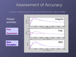 Assessment of Accuracy Compare model dynamics with experimental protein activity profiles Integrins FAK SRC Pink: Experiment Protein activities Blue: Simulation 