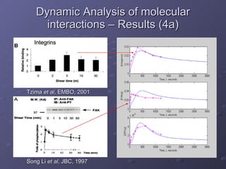 Dynamic Analysis of molecular interactions – Results (4a) Song Li  et al , JBC, 1997 Tzima  et al , EMBO, 2001 Integrins 