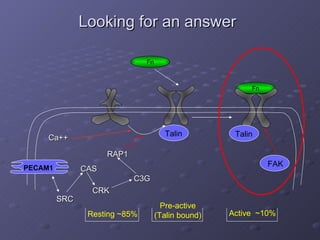 Looking for an answer Fn Fn PECAM1 RAP1 Talin Resting ~85% Pre-active (Talin bound) Active  ~10% Talin FAK SRC CAS CRK C3G Ca++ 