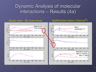 Dynamic Analysis of molecular interactions – Results (4a) Steady state – NO shear stress Applied shear stress (12dyn/cm  ) 2  Basal Level, 10% of total Rap1 contribution ?? Activation boost after 5  minutes.  …Why ?..How? 