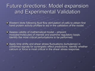 Future directions: Model expansion and Experimental Validation Western blots following fluid flow stimulation of cells to obtain first hand protein activity profiles to aid in the validation of the model.  Assess validity of mathematical model – pinpoint modules/molecules of interest and examine regulatory loops. Identify the most critical perturbations to be performed.  Apply time shifts and shear stress fluctuations (turbulence) in combined signals for synergistic effect predictions. Identify whether calcium or force is most critical in the shear stress response.  